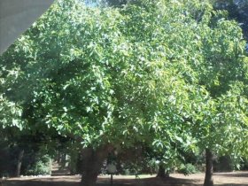 varie
